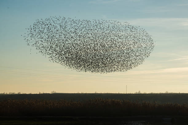 istock Flock of birds flying over the field 638812364
