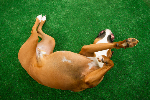 A boxer dog rolling on the ground playfully, scratching its back on a green astroturf background with its leg in the air and belly showing.