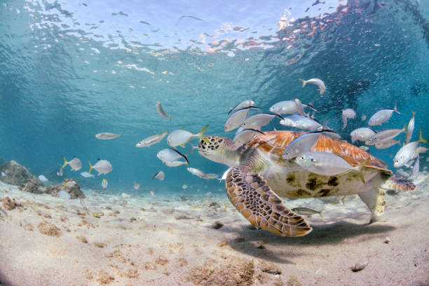 istock Turtles and school of fish 638813612