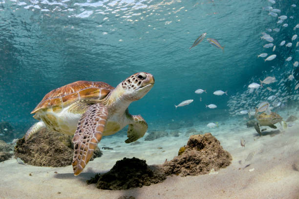 istock Turtles and school of fish 638813688