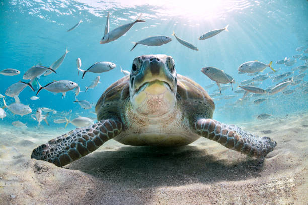 istock Turtles and school of fish 638813960