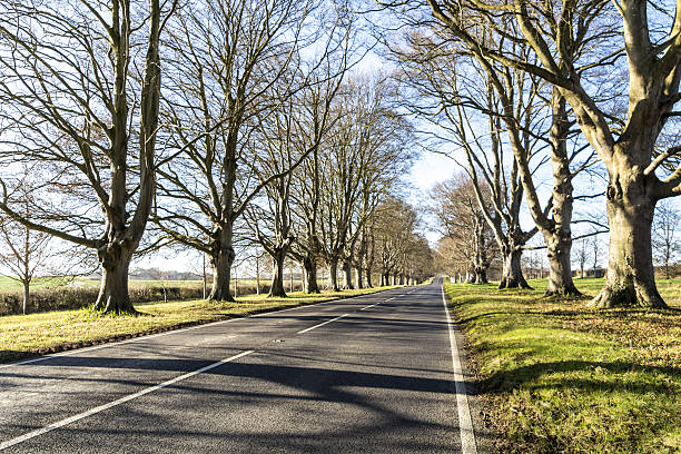 istock Side of a Tree Lined Road in Dorset 638815168
