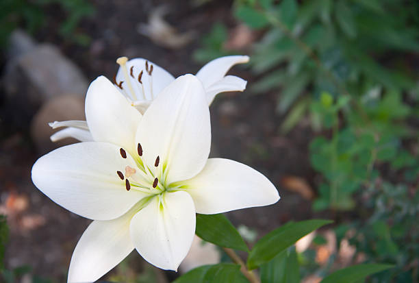 istock blooming white lily growing in the park 638815474