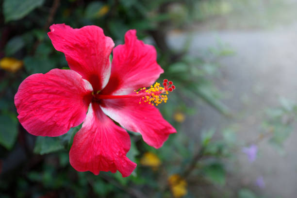 Tropical flower hibiscus. Thailand, Koh Samui islandTropical flower hibiscus. Thailand, Koh Samui island