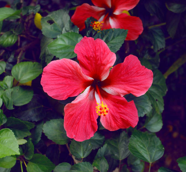 Tropical flower hibiscus. Thailand, Koh Samui islandTropical flower hibiscus. Thailand, Koh Samui island