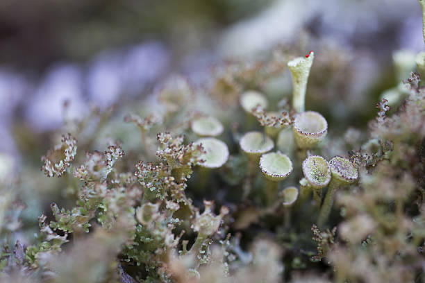 istock Closeup of  lichen 638817782