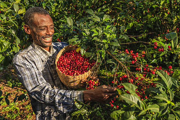 African man collecting coffee cherries, East Africa African man collecting coffee berries from a coffee plant, Ethiopia, Africa. There are several species of Coffea - the coffee plant. The finest quality of Coffea being Arabica, which originated in the highlands of Ethiopia. Arabica represents almost 60% of the world’s coffee production.. ethiopia photos stock pictures, royalty-free photos & images