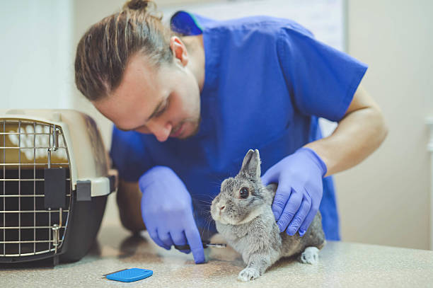 istock Male veterinarian holding a rabbit during a checkup 638818248