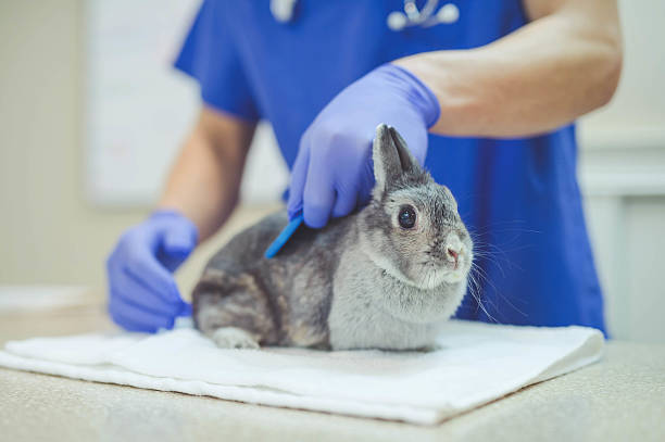 istock Male veterinarian holding a rabbit during a checkup 638818280