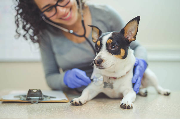 istock A female veterinarian is hugging a dog during a checkup 638818282