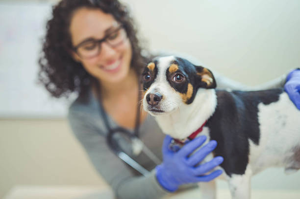 istock A female veterinarian is hugging a dog during a checkup 638818332
