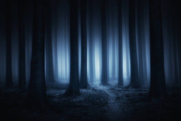dunkler und beängstigender wald in der nacht - forest dark woods spooky stock-fotos und bilder