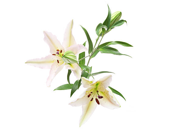 istock Flower head of lily 638819840