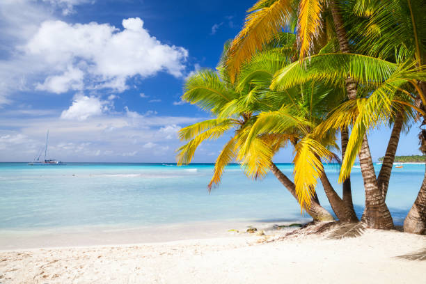 istock Coconut palms grow on sandy beach 638821458