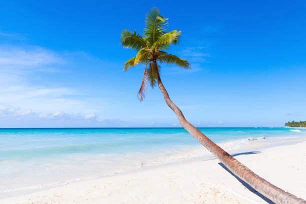 istock Coconut palm grows on Saona beach 638821574