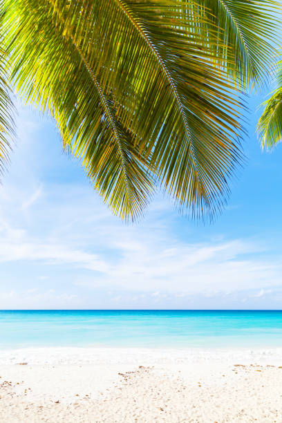 istock Tropical beach vertical photo background 638821608