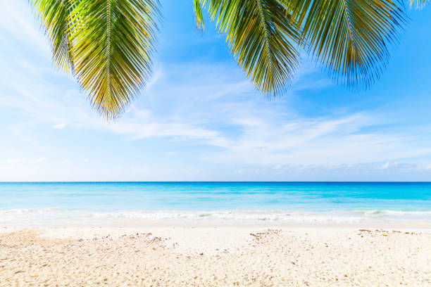 istock Dominican republic, Saona island beach 638821636