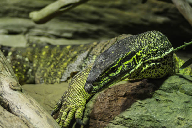 istock Dangerous poisonous big lizard Komodo 638822790