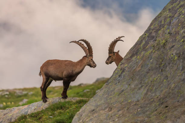 istock Ibex , Range of Mont-Blanc , French Alps 638822856