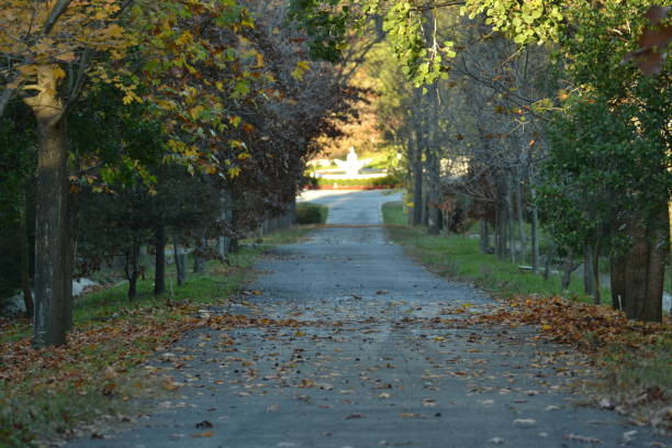 istock Road with Trees in Autumn an Leaves 638823952
