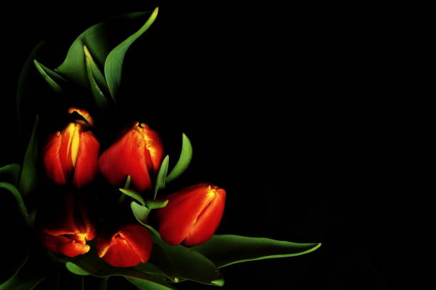 istock Beautiful red tulips isolated on black backgrond 638823988