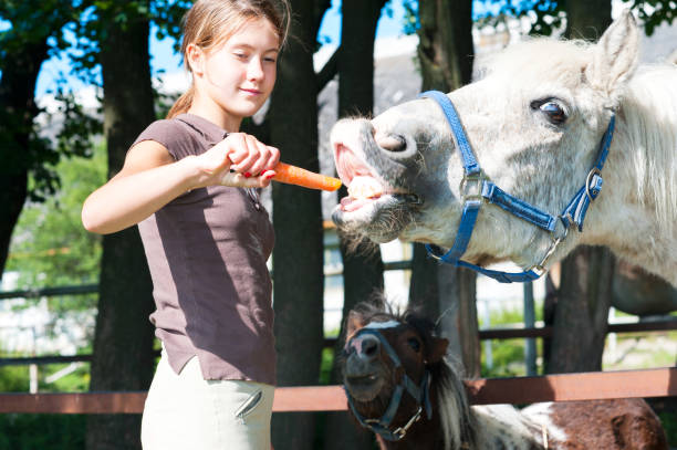 голодные смешные лошади едят вкусную морковь! - horse child animal feeding стоковые фото и изображения