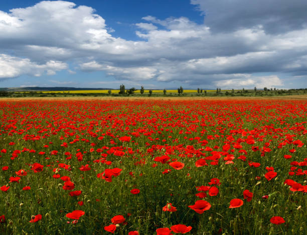 istock poppy field against the sky 638826800