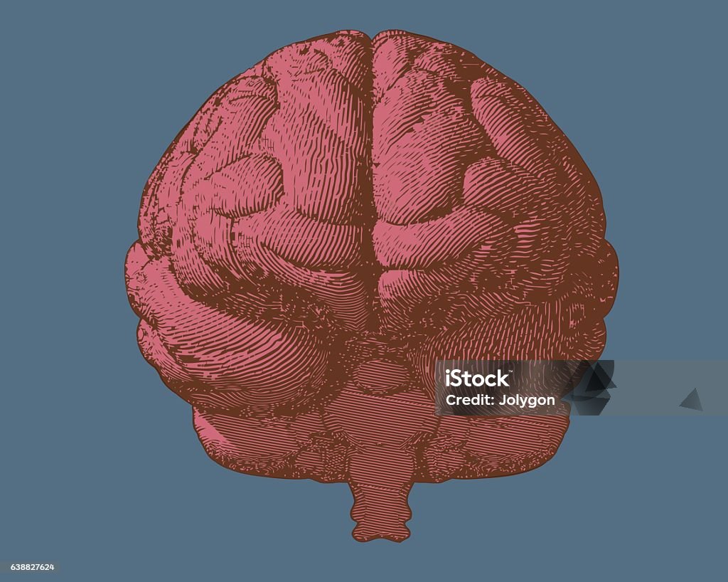Pink engraving brain in front view on blue BG Pink engraving brain illustration in front view on dark blue background Front View stock vector