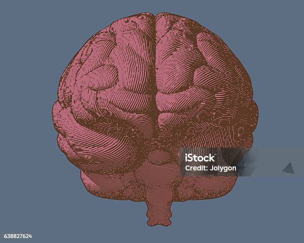 Pink Engraving Brain In Front View On Blue Bg Stock Illustration - Download Image Now - Front View, Illustration, Retro Style