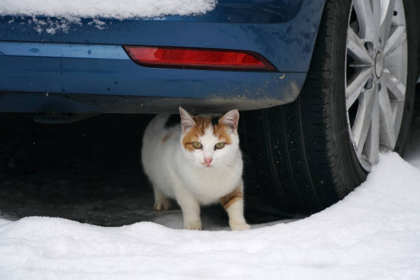 Beautiful stray cat under a car in a snowy winter day