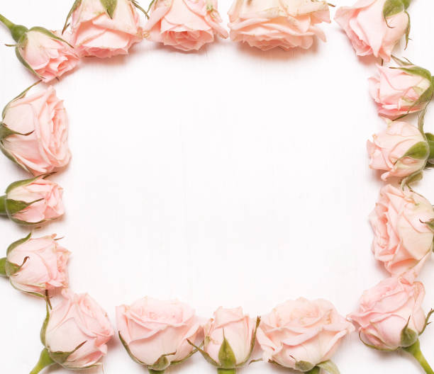 istock frame of pink flowers on white background. 638829296