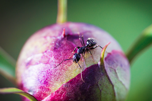 Tiny Ant Working On A Peony Flower Bud Macro - Selective Focus. the ant is approximately a half in in length.