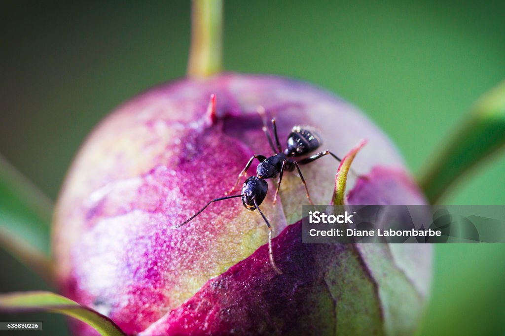 Ant Working On A Peony Flower Bud - Soft Focus Tiny Ant Working On A Peony Flower Bud Macro - Selective Focus. the ant is approximately a half in in length. Ant Stock Photo
