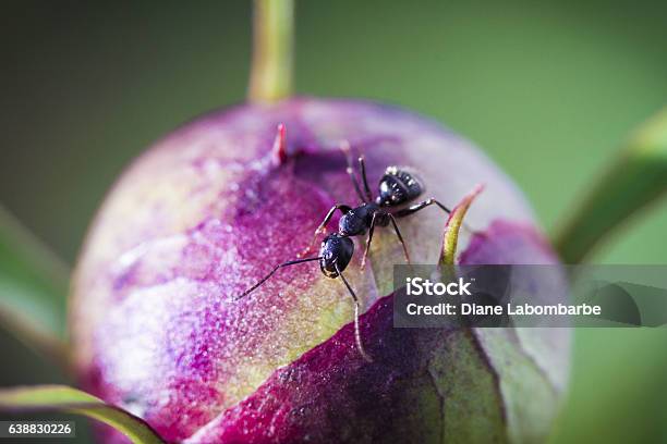 Ant Working On A Peony Flower Bud Soft Focus Stock Photo - Download Image Now - Ant, Macrophotography, Peony