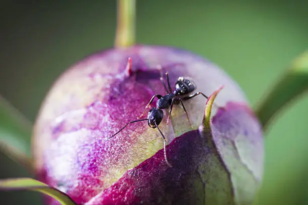 Photo of Ant Working On A Peony Flower Bud - Soft Focus