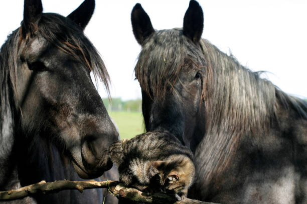 istock Old horses playing a cute little kitten cat 638832370