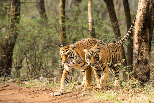 istock Bengal tigers (Panthera tigris tigris) in Ranthambhore National Park 638832946