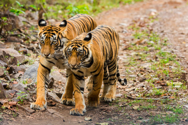 tigre del bengala (panthera tigri tigri) al parco nazionale di ranthambore  - tiger india ranthambore national park undomesticated cat foto e immagini stock