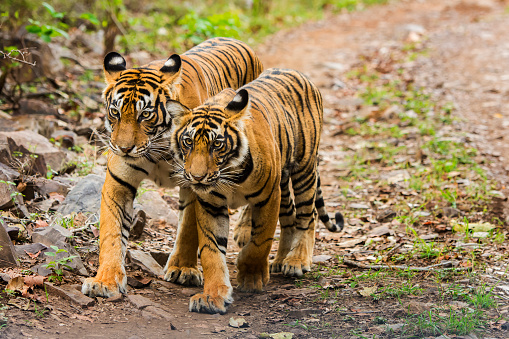 A tigeress with her juvenile cub (Bengal tigers, also called 