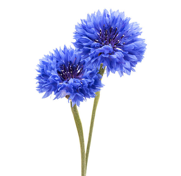 istock Blue Cornflower Herb or bachelor button flower head isolated 638834940