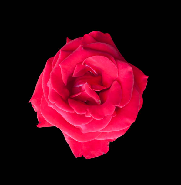 istock Rose pink flowers 638836920