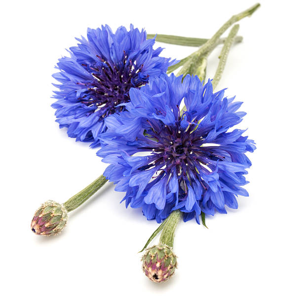 istock Blue Cornflower Herb or bachelor button flower head isolated 638837666