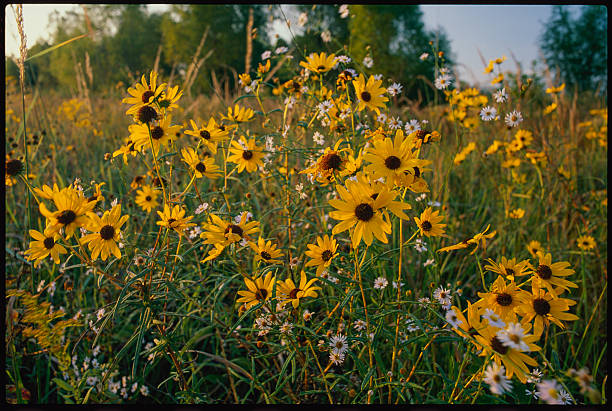 Thls bunch of coreopsis and asters was photographed in the fall in the Cherokee Prairie, Arkansas.