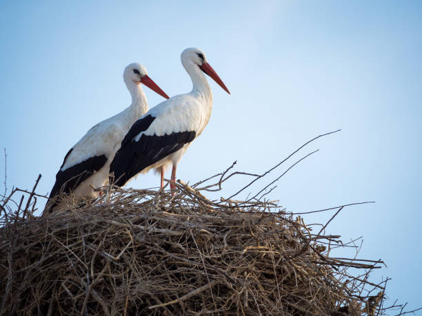 istock Couple of storks (Cicocina ciconia) in the nest 638839340