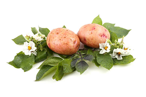 istock Pink potatoes and flowers on leaves 638839976