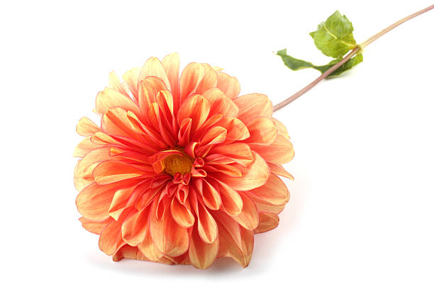 istock Orange dahlia flower 638842866