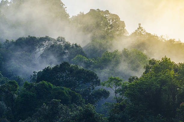 カオヤイ国立公園の自然の景色, タイ - tropical rainforest ストックフォトと画像