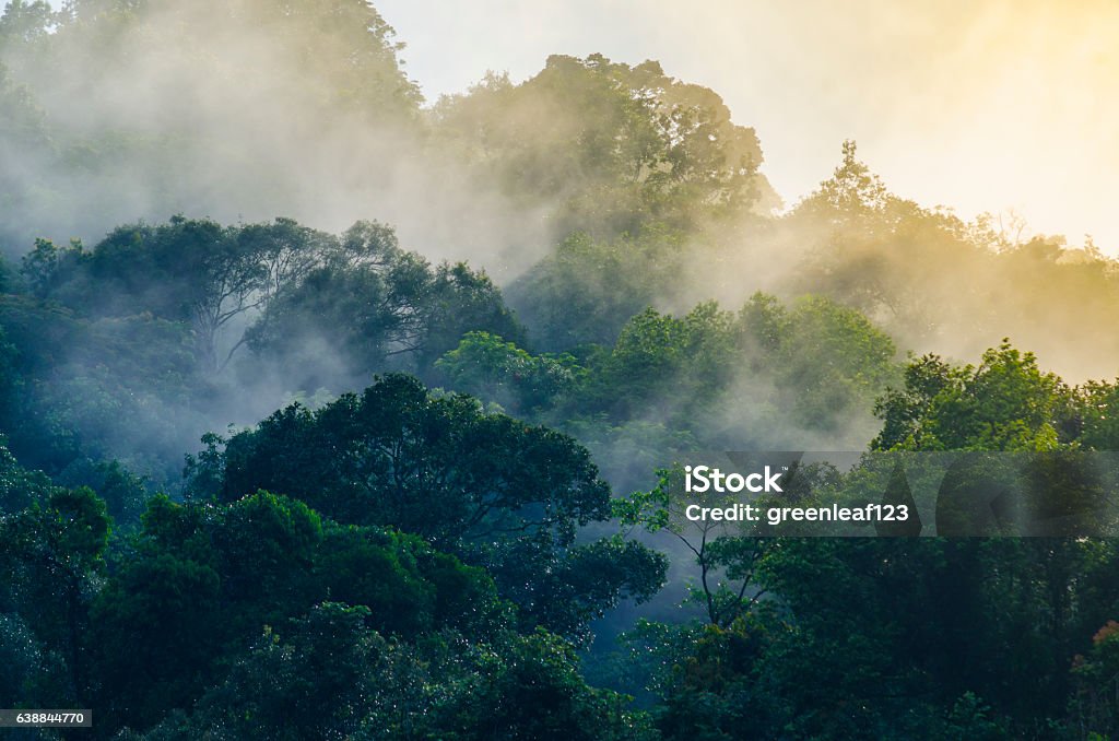 Vista natural do Parque Nacional Khao Yai, Tailândia - Foto de stock de Floresta pluvial royalty-free