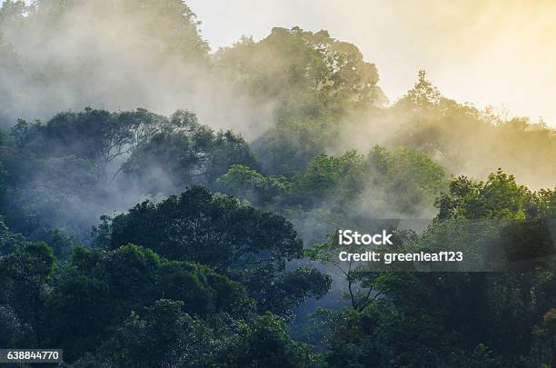Foto de Vista Natural Do Parque Nacional Khao Yai Tailândia e mais fotos de stock de Floresta pluvial