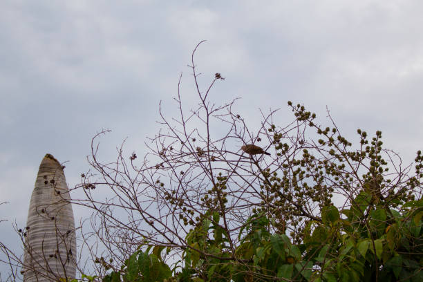 istock Branches of tree with seeds and a bird. Tree with 638845716